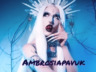 Ambrosiapavuk
