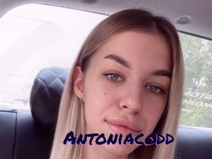 Antoniacodd